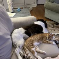 Orchard Road Animal Hospital ico