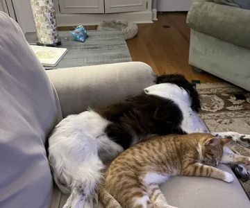 Orchard Road Animal Hospital
