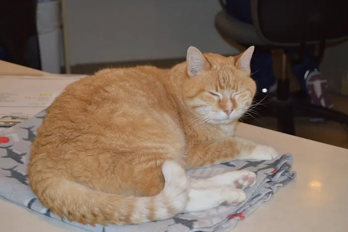 Orchard Road Animal Hospital 12
