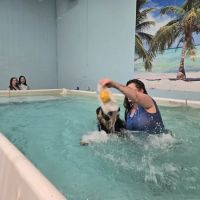 Canine Physical Rehab & Recreation ico