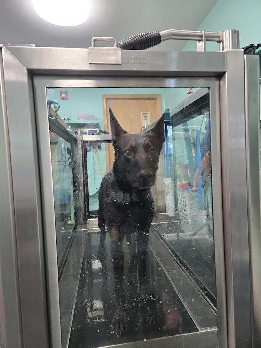 Canine Physical Rehab & Recreation 12