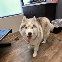 Crest Hill Animal Hospital ico