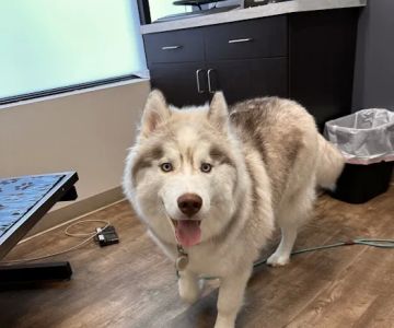 Crest Hill Animal Hospital
