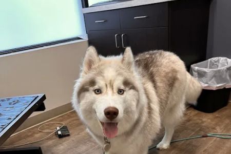 Crest Hill Animal Hospital