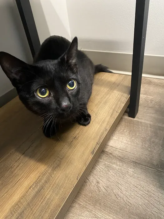 Crest Hill Animal Hospital 3