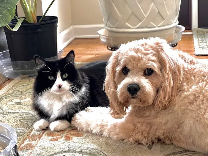 Crest Hill Animal Hospital 6