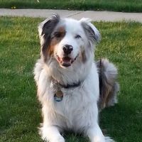 Rowland Animal Clinic ico