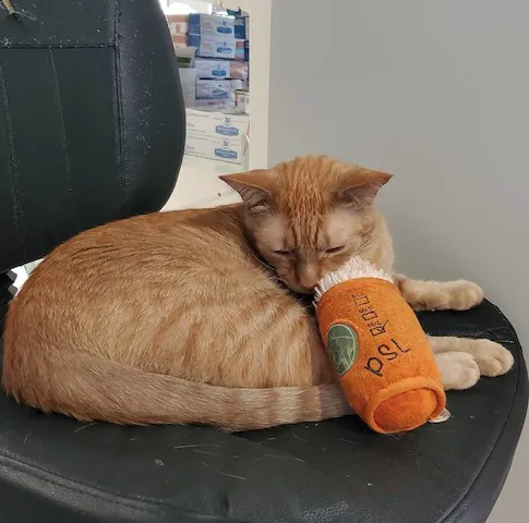 Essington Road Animal Hospital 12