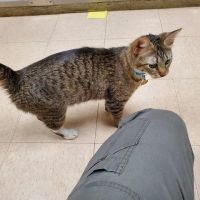 Essington Road Animal Hospital ico