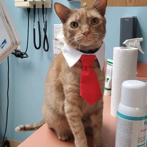 Essington Road Animal Hospital 12