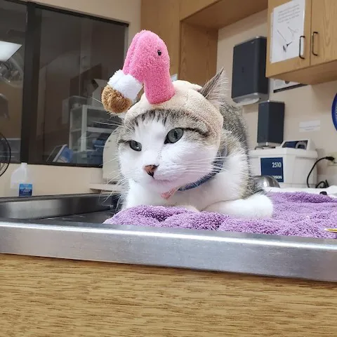 Essington Road Animal Hospital 12