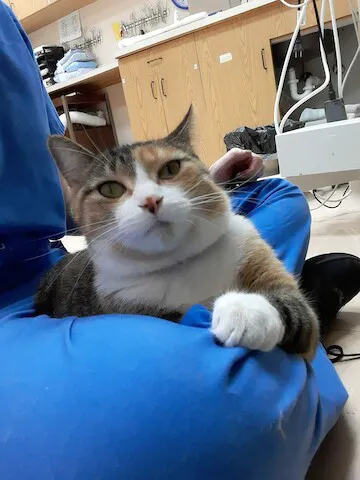 Essington Road Animal Hospital 12