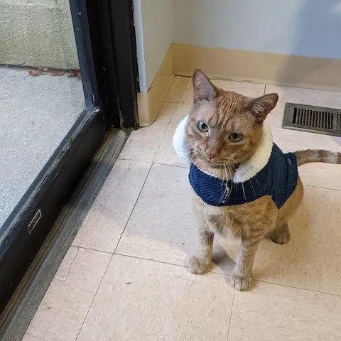 Essington Road Animal Hospital 12