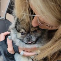 Crossroads Animal Hospital ico