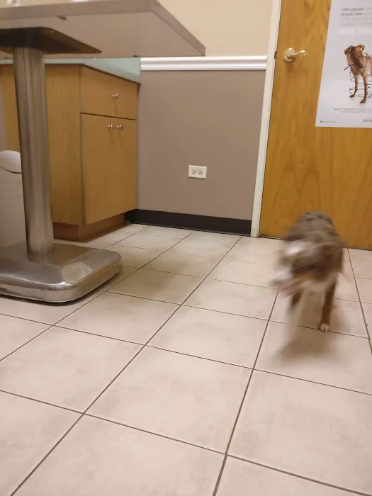Crossroads Animal Hospital 5