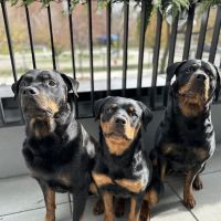 Bristol Veterinary Clinic ico