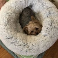 Ramapo Valley Animal Hospital ico