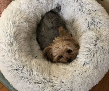 Ramapo Valley Animal Hospital