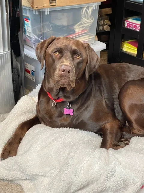 Ramapo Valley Animal Hospital 6