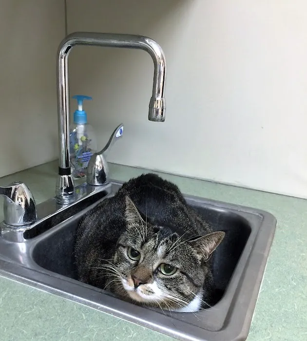 Lincoln Avenue Cat & Dog Hospital 2