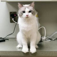 Lincoln Avenue Cat & Dog Hospital ico