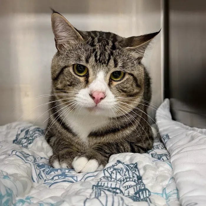 Lincoln Avenue Cat & Dog Hospital 6