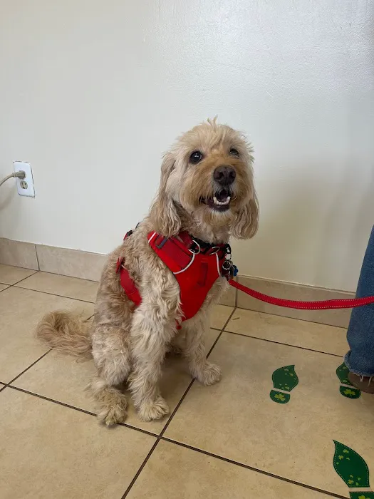 Lincoln Avenue Cat & Dog Hospital 5