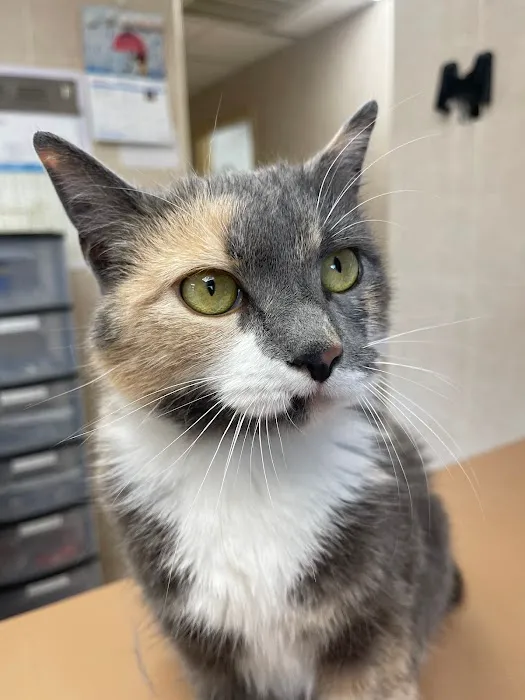 Lincoln Avenue Cat & Dog Hospital 4