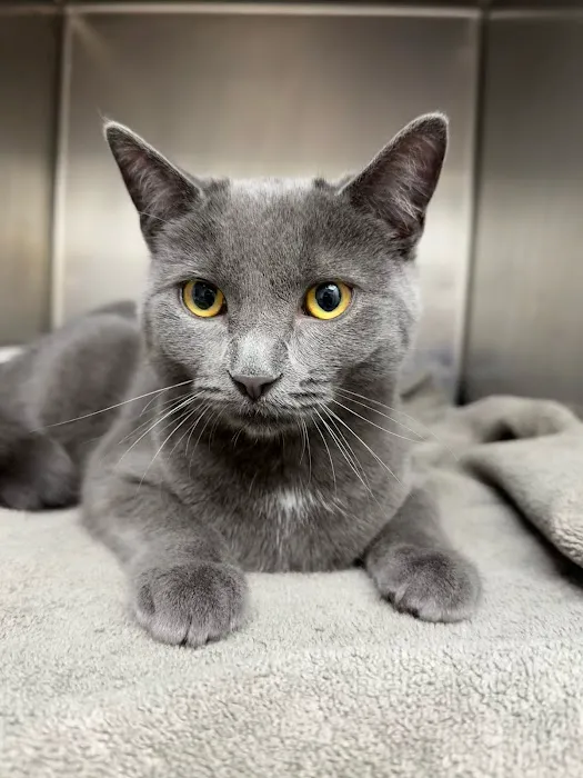Lincoln Avenue Cat & Dog Hospital 10