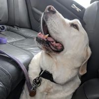 Morris Hills Veterinary Clinic ico