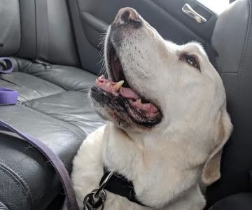 Morris Hills Veterinary Clinic