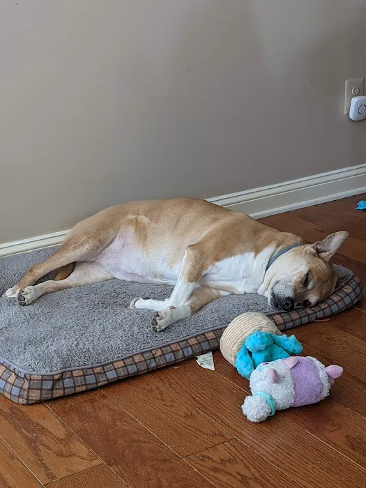 All Creatures Great and Small Animal Hospital and Urgent Care 3