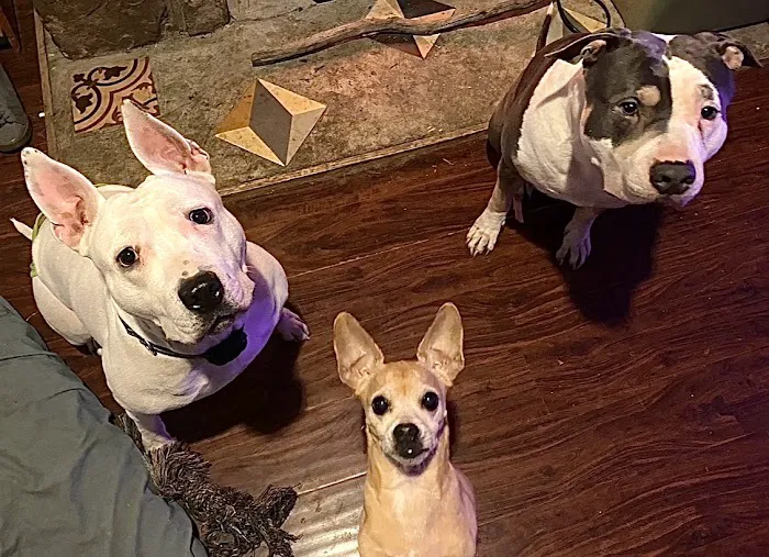 All Creatures Great and Small Animal Hospital and Urgent Care 10