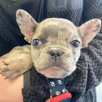 Saint Francis Veterinary Medical Center ico