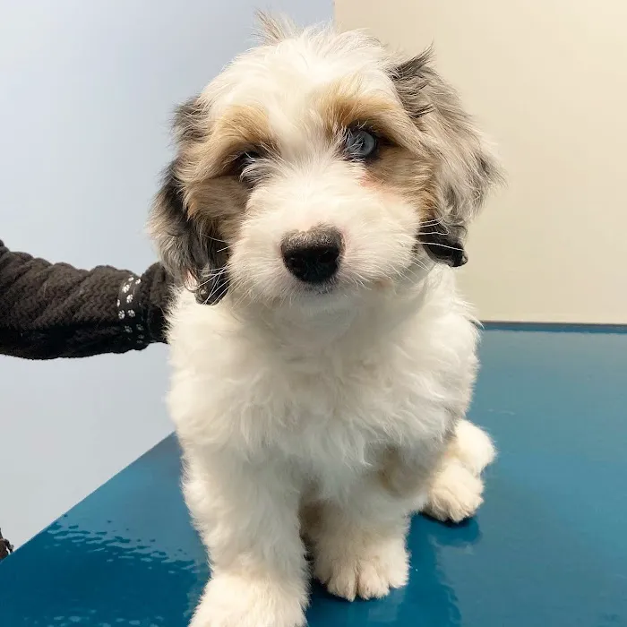 Saint Francis Veterinary Medical Center 2