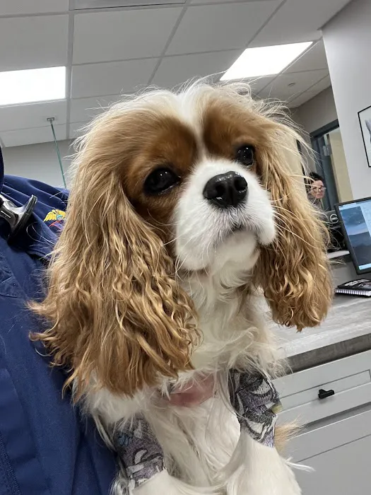 Saint Francis Veterinary Medical Center 9