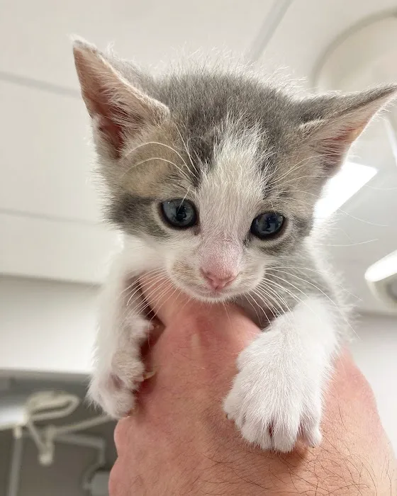 Saint Francis Veterinary Medical Center 10