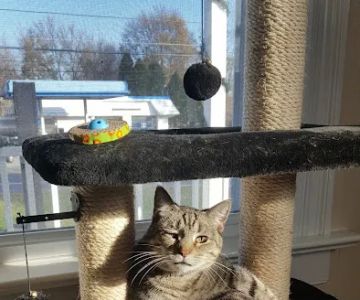Denville Animal Hospital