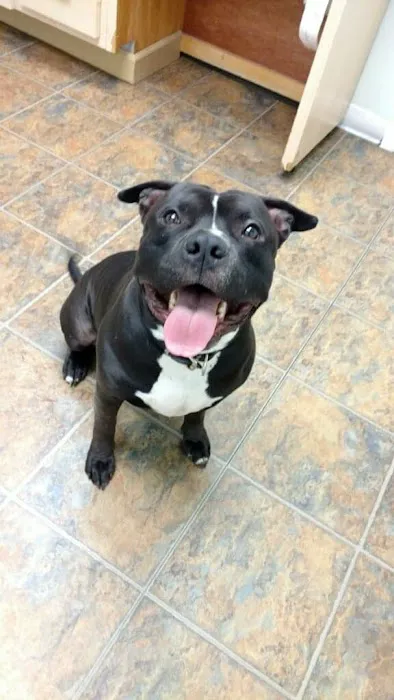 Denville Animal Hospital 7