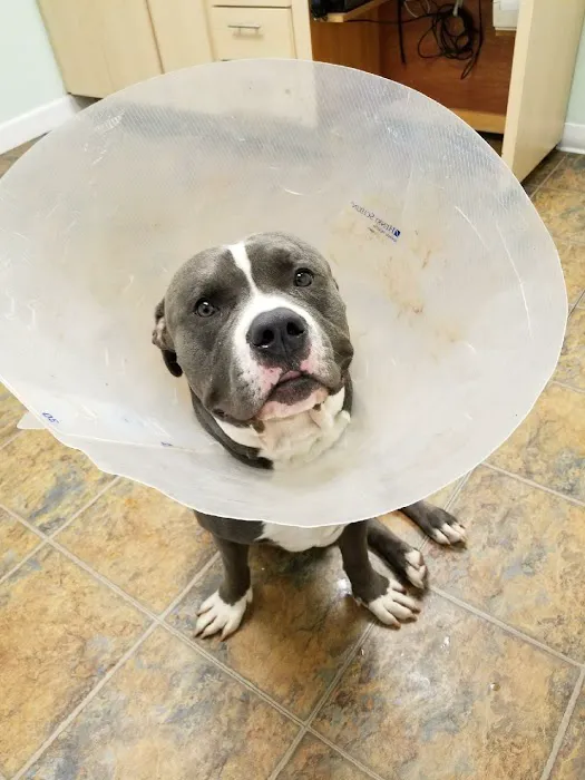 Denville Animal Hospital 6