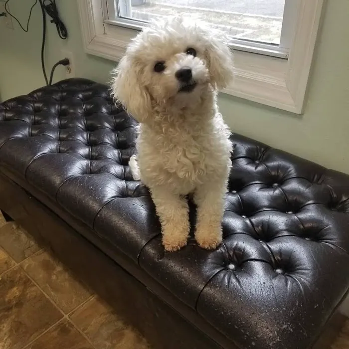 Denville Animal Hospital 10