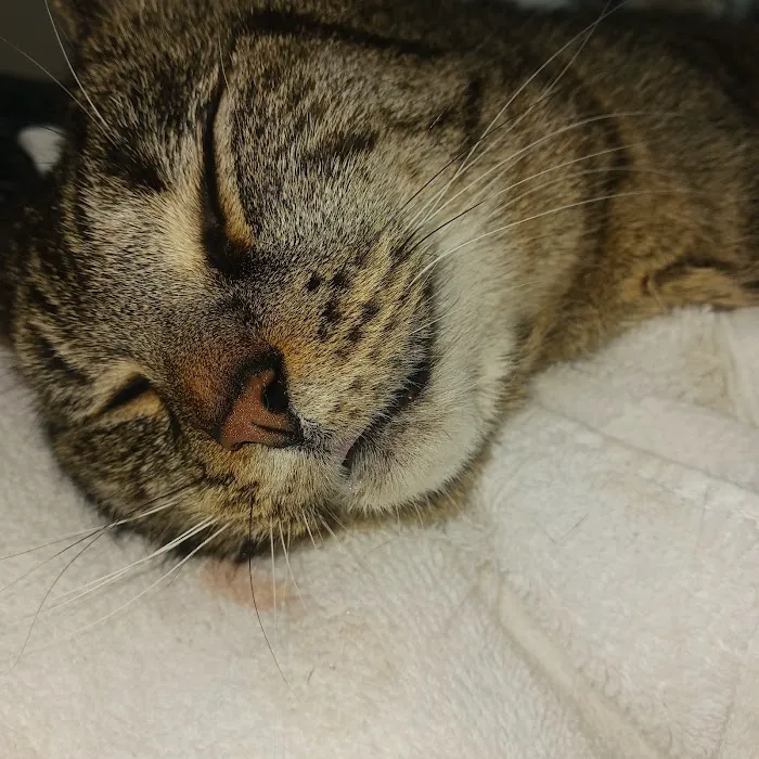 Green Pond Animal Care Center 3