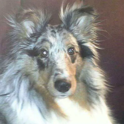 Community Animal Hospital 7