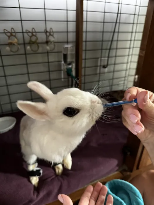 Community Animal Hospital 4