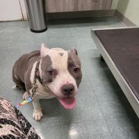 Werner Animal Hospital ico