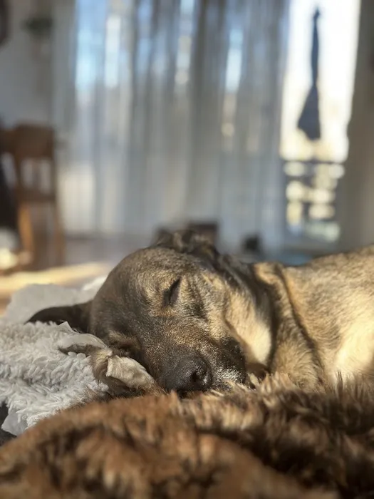 Werner Animal Hospital 4