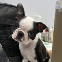 Longevity Veterinary Center ico