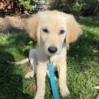 Whippany Veterinary Hospital and Animal Laser Center ico