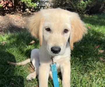 Whippany Veterinary Hospital and Animal Laser Center