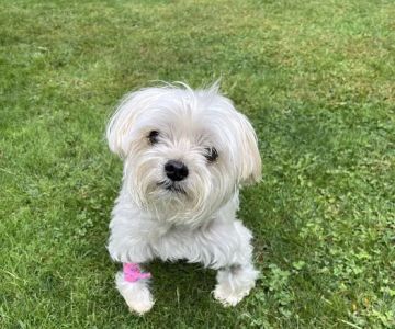 Eclipse Specialty & Emergency Pet Care